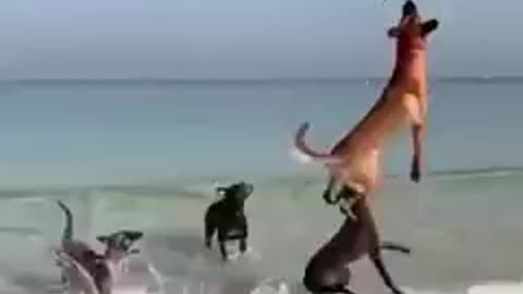 Dogs with a balloon