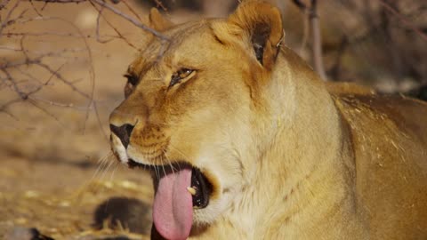 Portrait of a lioness yawning