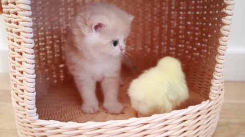 Kittens interacting with small chicks