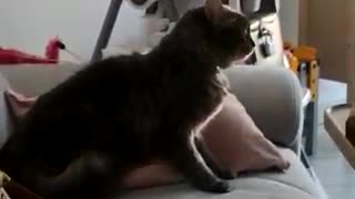 Fun way to wake up a cat