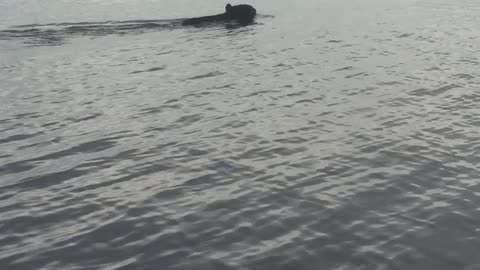 Big Black Bear Swims Across Bay