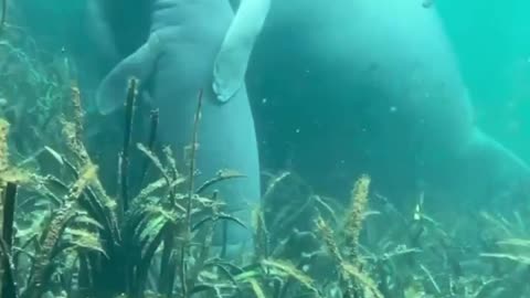 Baby Manatee and Mama giving sweet hugs to each other on the river