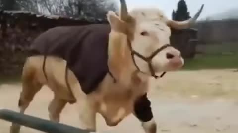 The cow thinks she is a horse