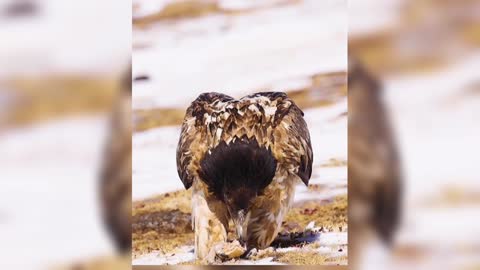 It’s rare to find a piece of food on the ice and snow to swallow it as soon as possible.