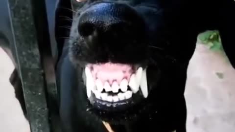 short video #funny dog video #status vide