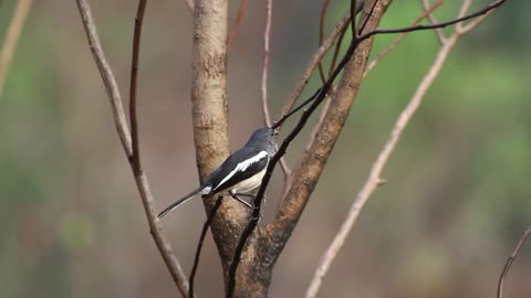 Bird looking towards the camera - With great music