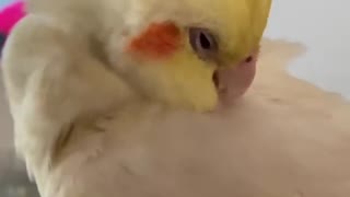 cockatiel cleaning itself