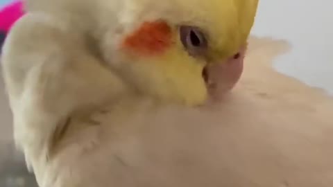 cockatiel cleaning itself