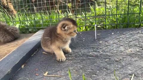 The kitten wags its tail in front of the dog's nose so cute