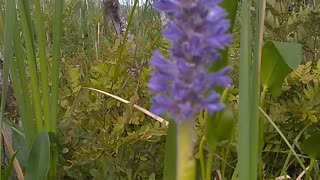 Pickerelweed