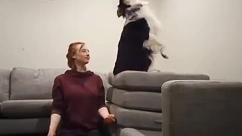 a dog that falls backwards.
