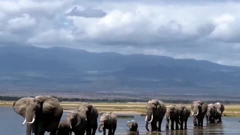 Elephant video | Animal Video | short video | viral