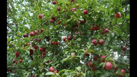 Ameixa ( Prunus Domestica ) serve para nefrite e hemorroidas