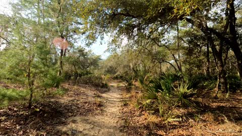 Yearling Trail in the Ocala National Forest Hike Part 1