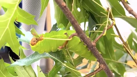 Polyphemus Moth Caterpillar and cocoons
