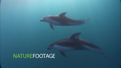 Dolphin Species Stock Video Footage