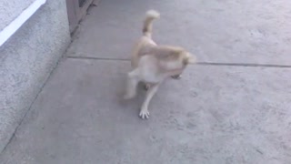 Perro enloquece persiguiendo su cola