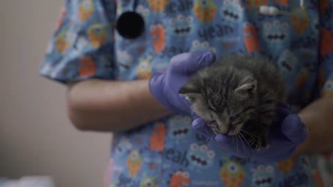 Vet hold a small kitten in his arms