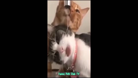 Funny animal videos | Funniest Cats and Dogs Videos 2024 Part-1