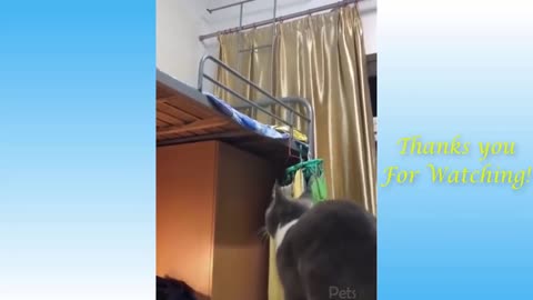 Funny Cat Videos