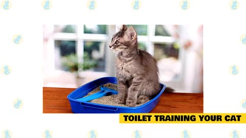 Cat training lessons