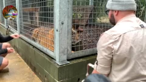 Injection Training with Sumatran Tiger | Tiger training video