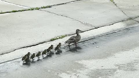 Our neighborhood ducks