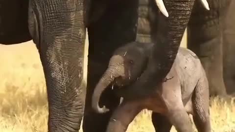 Mommy elephant helping her baby to stand