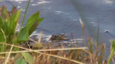 Frog in the lake. He pursues a beetle or a fly. Hunts. Eats an insect