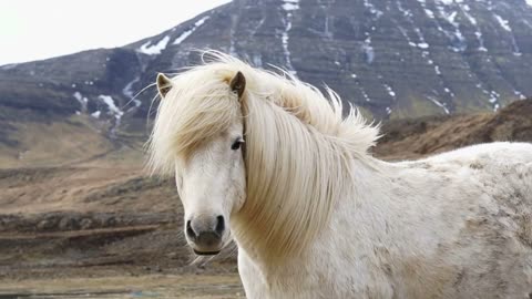 Close up shot of Icelandic horses head shot