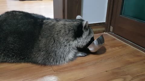 Lazy Raccoon lies down and tilts his bowl to eat feed.