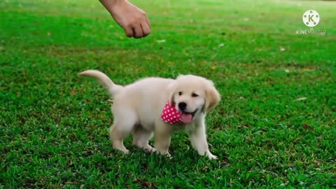 Cute puppy - Cute Dog and Cute Animals Video _Pet's world