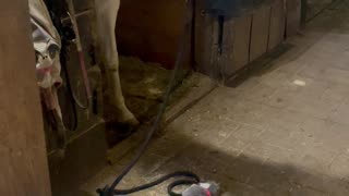 A Friendship Between Barn Animals