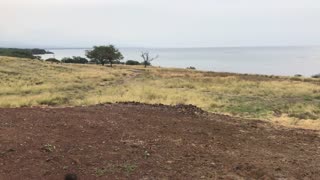 Tour Shark Temple Big Island Hawaii - Pu'ukohola Heiau National Historic Site