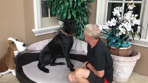 Adopted Great Dane Learns Thunderstorms Don't Have To Be Scary