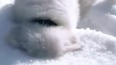 Puppy seeing snow for the first time