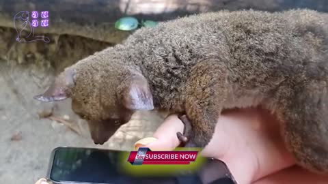 Galago Bushbaby's Reaction on First Encounter with Human | New Animal Videos 2020