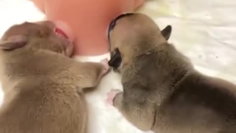 puppies sucking how beautiful