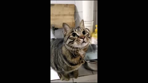Jumping Cats - Funny cat moments - Cat video