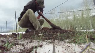 Baby Moose Rescued From Fence