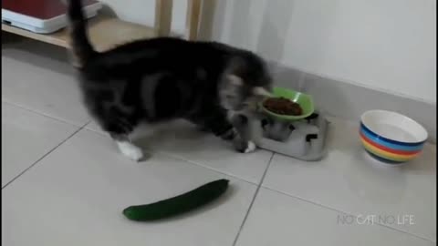 Cats vs Cucumbers 🐈 vs 🥒 funny compilation