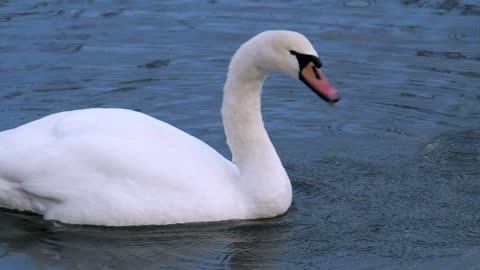 swan oiseau plumage elegant nature stylo aquatiques majestueux l'eau slow motion