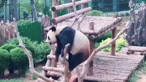 Panda funny moments all the time!!!!!!!