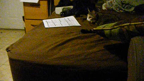 Kitty hates paper on the bed!