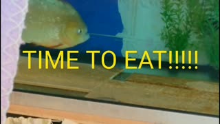 PIRANHA feeding time by PIRANHA FISH AND FRIENDS