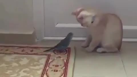 Funny Cat vs. Bird | Try Not to Laugh!