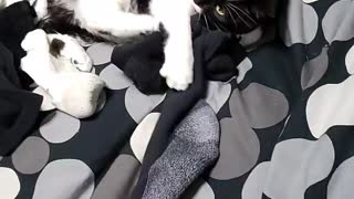 Cat helps fold laundry