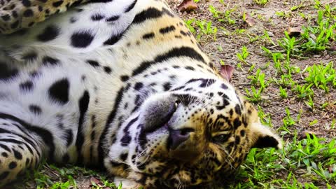 Closeup of Brazilian jaguar.