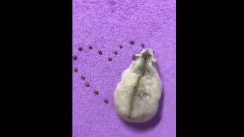 Hamster makes a perfect heart shape