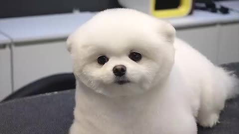 Cute Puppy Hair Cutting tutorial ( teddy bear style)